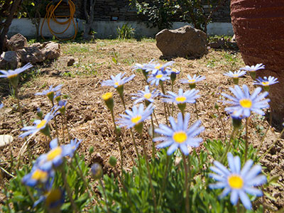 Ο κήπος στα στούντιος Νικολέτα